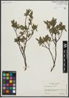 Foto von Salix arbuscula L.